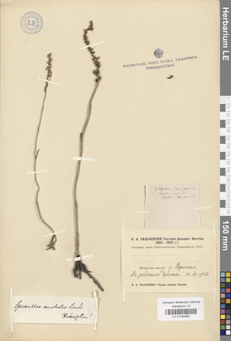 LE 01034082