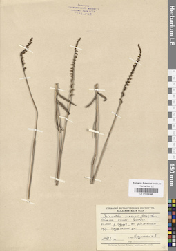 LE 01034096