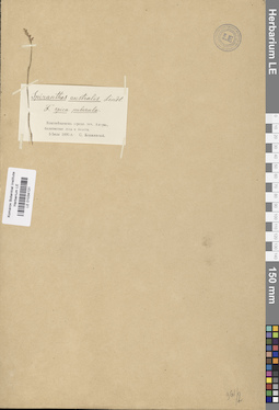 LE 01034131
