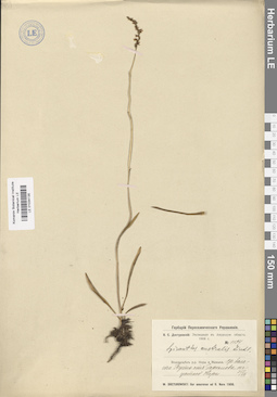LE 01034135