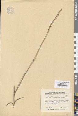 LE 01034151