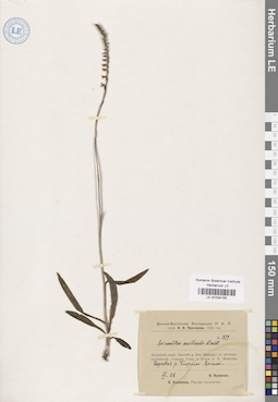 LE 01034155