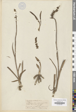 LE 01034165