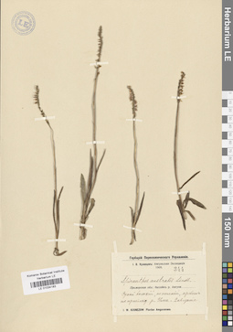LE 01034183