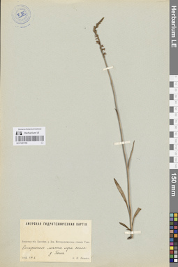 LE 01251795
