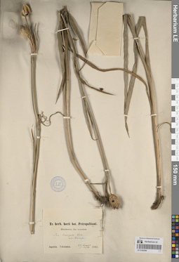 LE 01263594