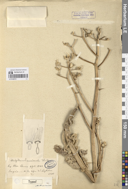 LE 01265721