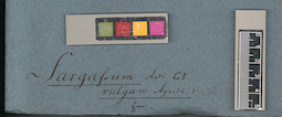 LE A0003789