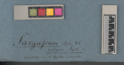LE A0003807
