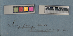 LE A0003889