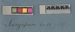LE A0003899