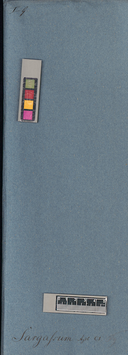 LE A0003919