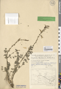 LE 01150342