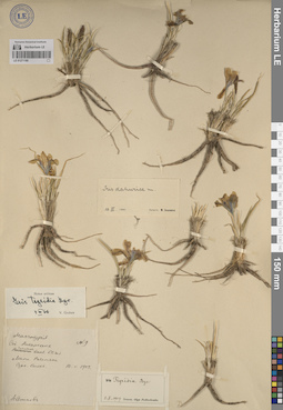 LE 01271180