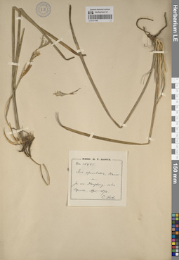 LE 01271002