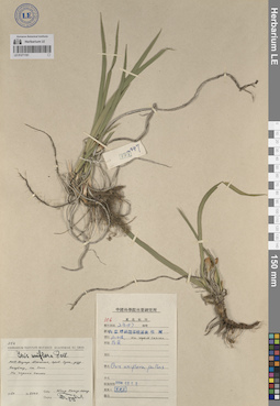 LE 01271191
