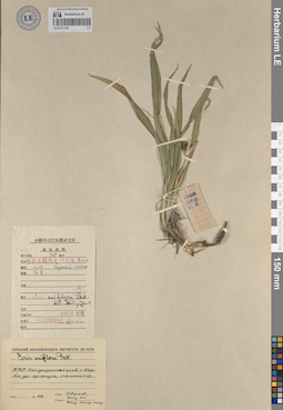 LE 01271193