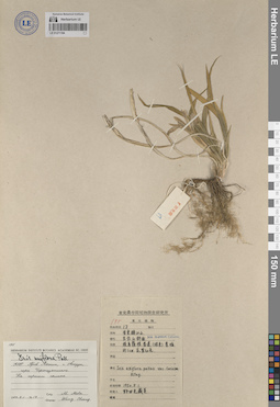 LE 01271194