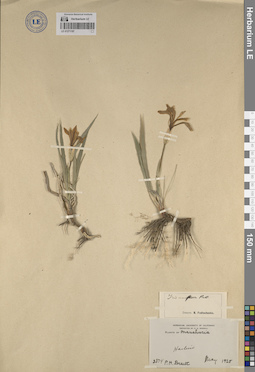 LE 01271197