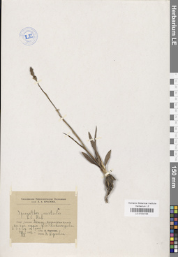 LE 01034195