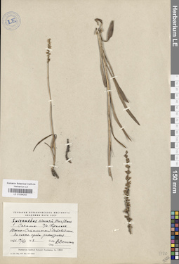 LE 01034202