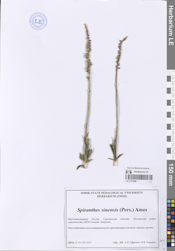 LE 01107096