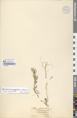 LE 01266065