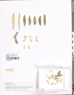 LE 01253775