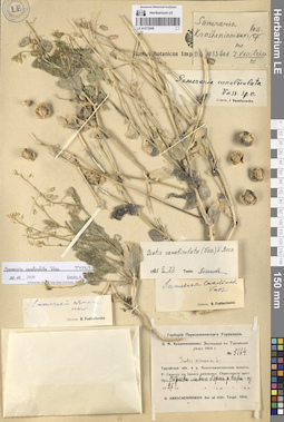 LE 01072906