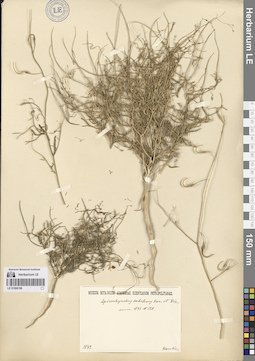 LE 01266196