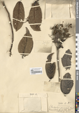 LE 01268202