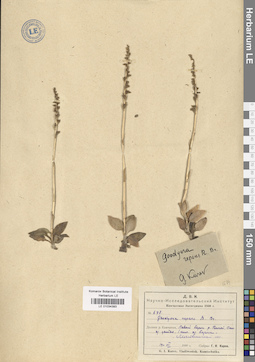 LE 01034393