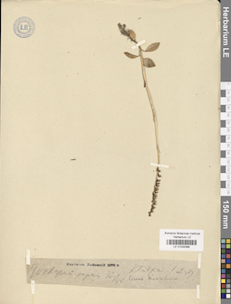 LE 01034396