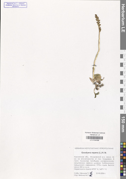 LE 01034398
