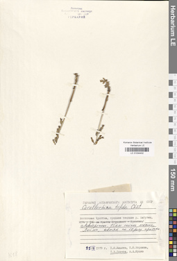 LE 01034432