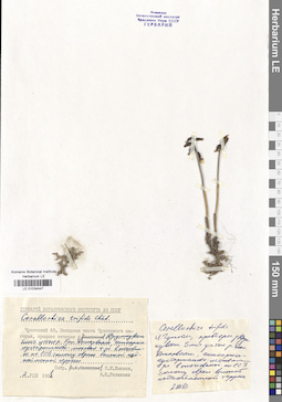 LE 01034447