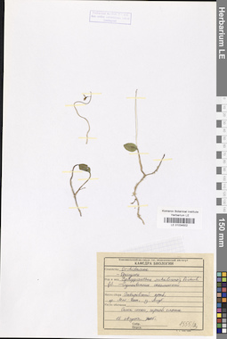 LE 01034502