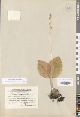 LE 01034520
