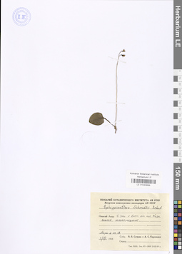 LE 01040899