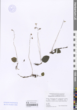 LE 01187415