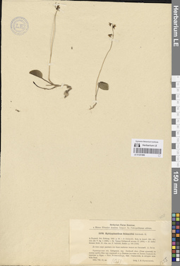 LE 01251896