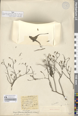 LE 01265035