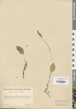 LE 01034597