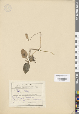 LE 01037602