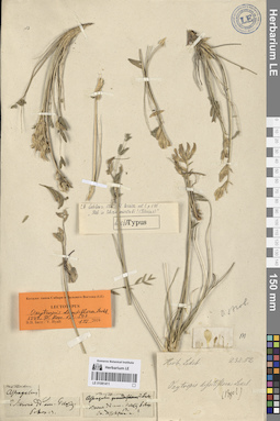 LE 01081411