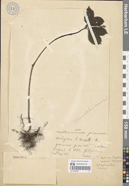 LE 01251936