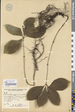 LE 01251942
