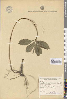 LE 01251945