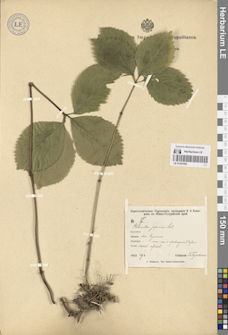 LE 01251952