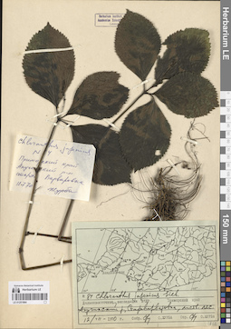 LE 01251964